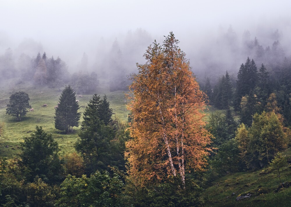 Bergwald im Nebel - fotokunst von Alex Wesche