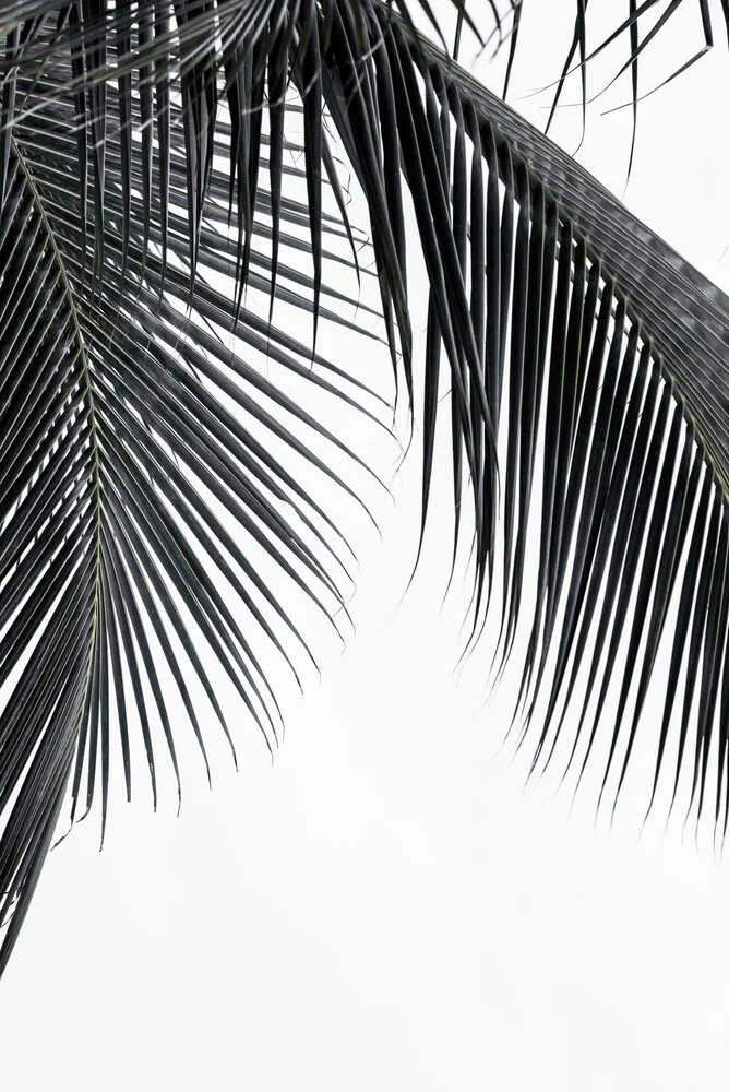 Palm - fotokunst von Manuel Schaffernak