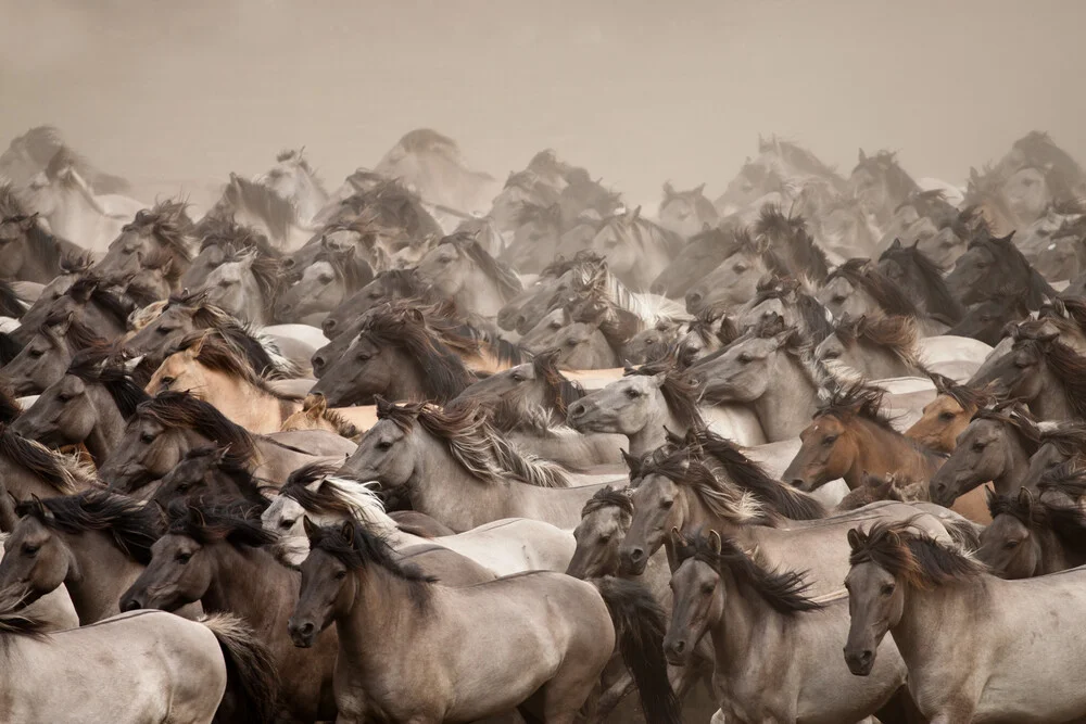 Wild Horses - Fineart photography by Stefanie Lategahn