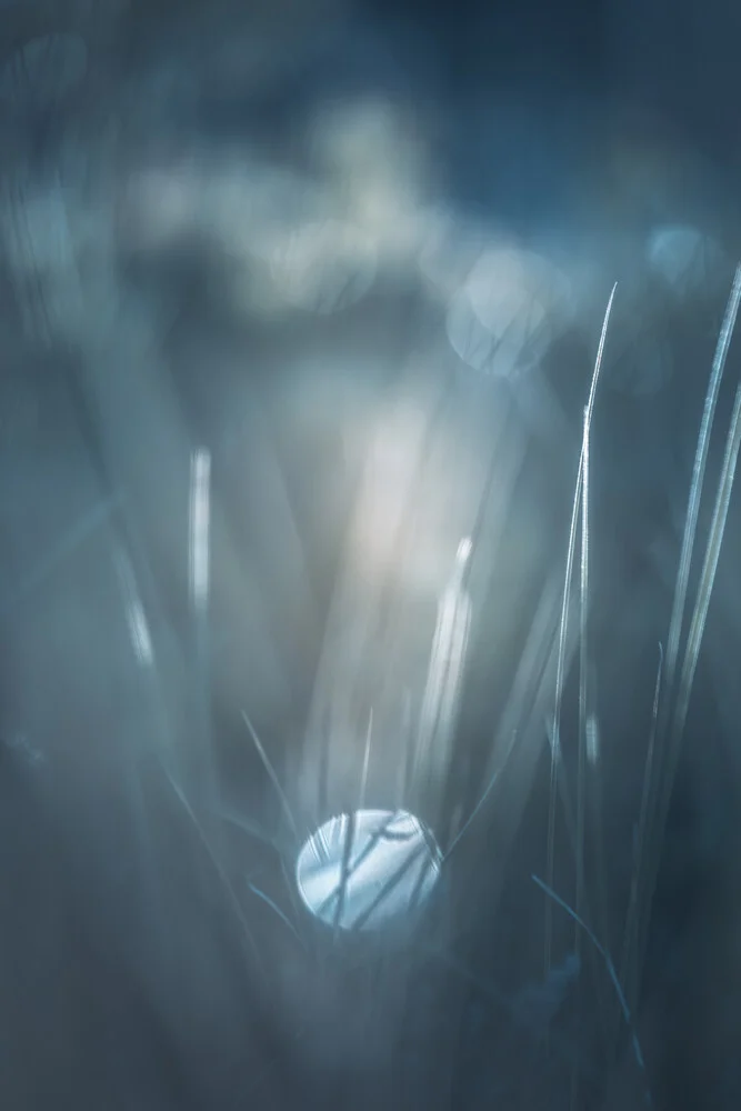 Silver Blades - fotokunst von Sebastian Worm