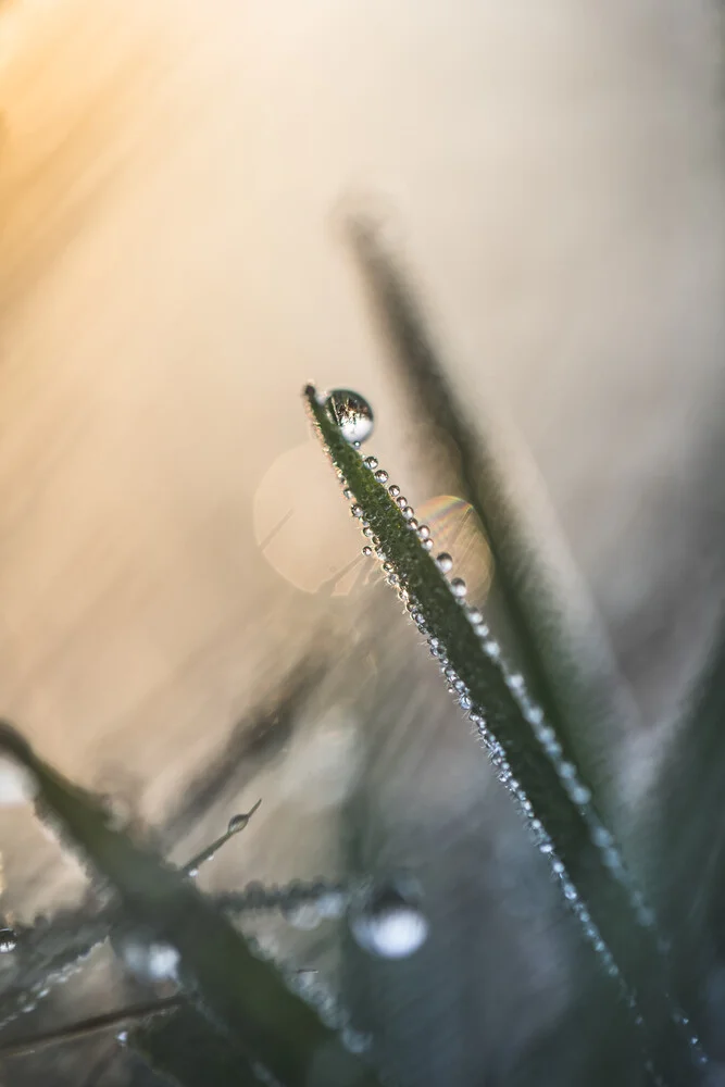 Dewdrop - Fineart photography by Sebastian Worm