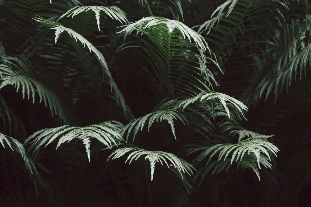 Fern - Fineart photography by Nadja Jacke