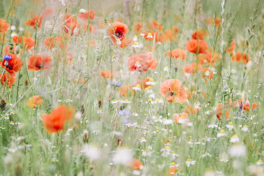 Wiese mit Mohn und Kamille - fotokunst von Nadja Jacke