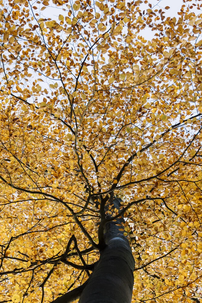 Buche mit Herbstlaub - fotokunst von Nadja Jacke