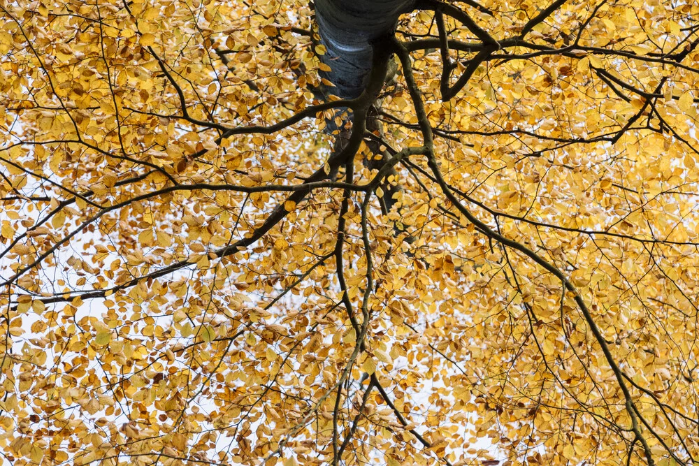 Buche mit Herbstlaub, Deutschland – Fotokunst von Nadja Jacke als Poster oder Acrylglasbild