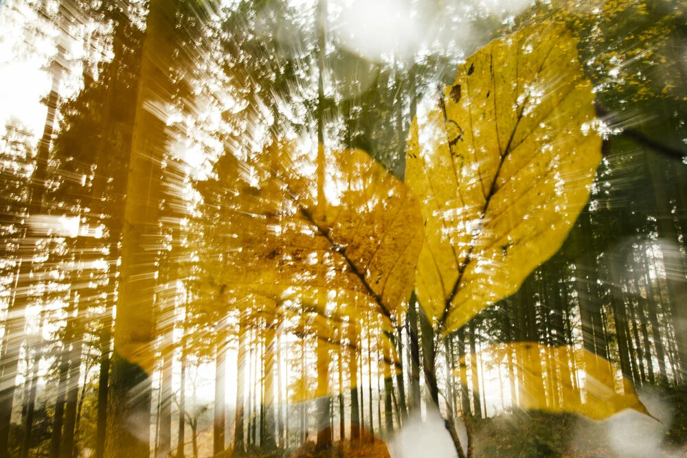 Doppelbelichtung mit Herbstlichem Buchenlaub im Wald - fotokunst von Nadja Jacke