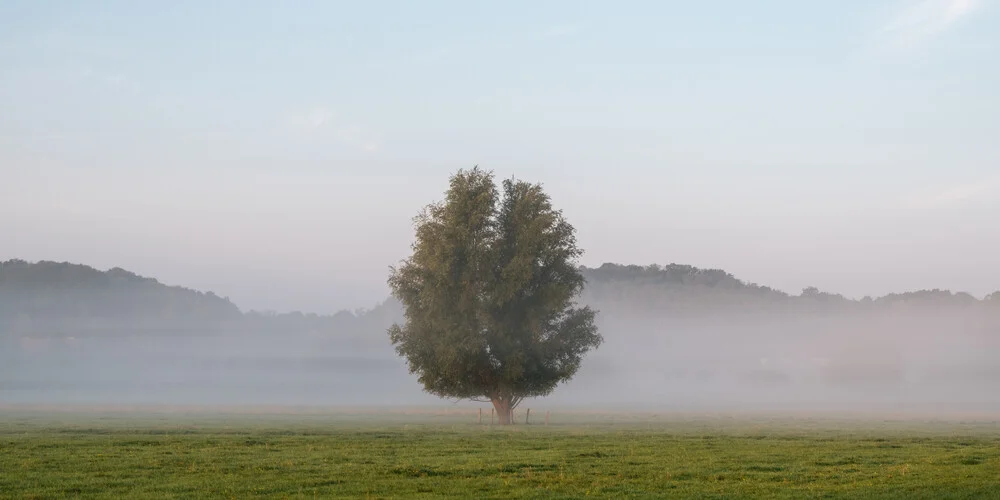 Baum auf einem Feld an einem nebeligen Morgen - fotokunst von Thomas Wegner
