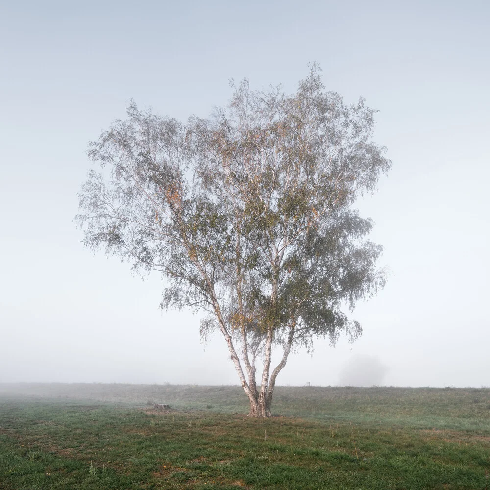 Birch in fog - Fineart photography by Thomas Wegner