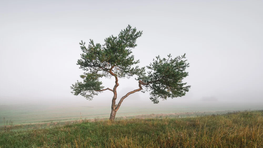 Einsamer Baum in Nebel - fotokunst von Thomas Wegner