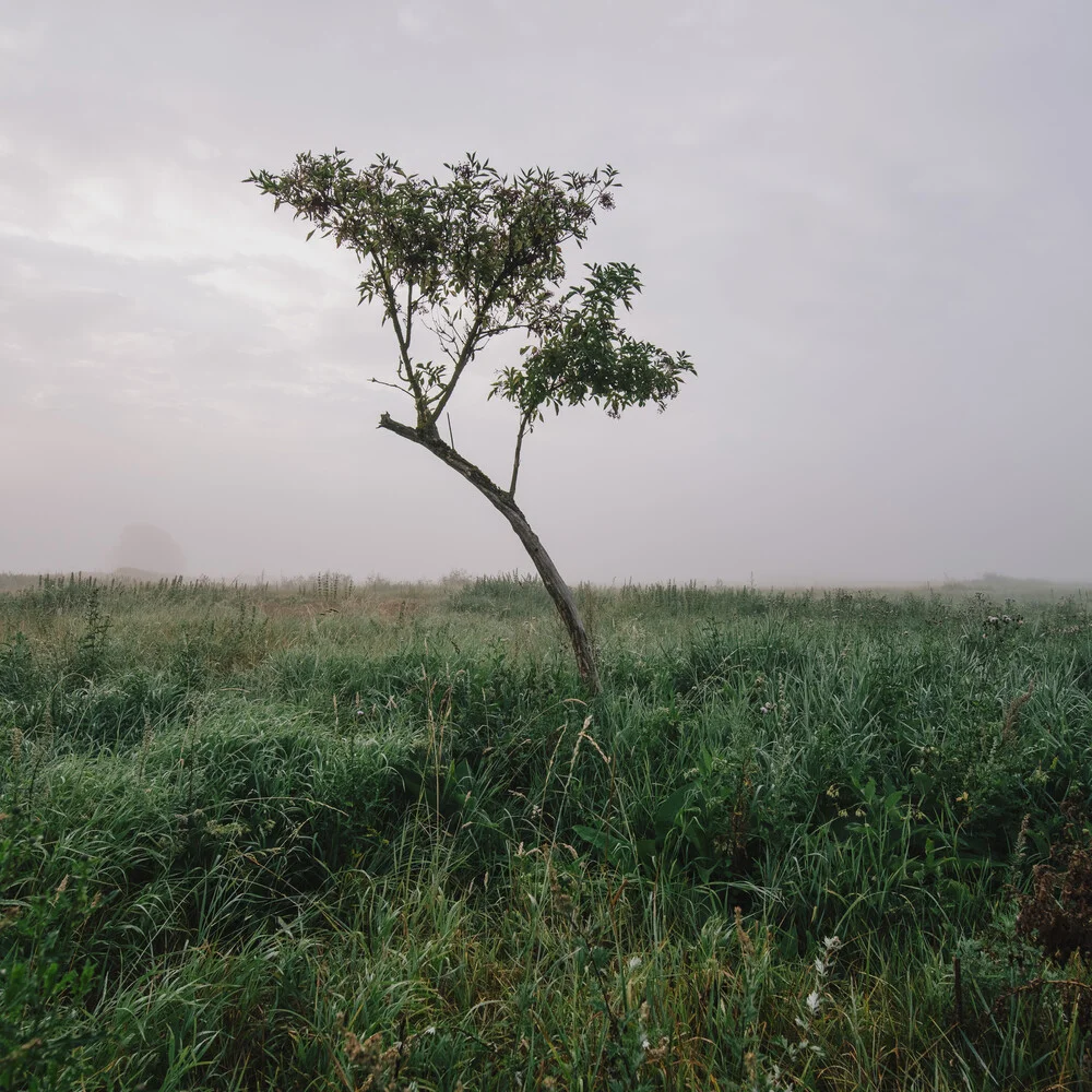 Einsamer Baum auf einem Feld - fotokunst von Thomas Wegner