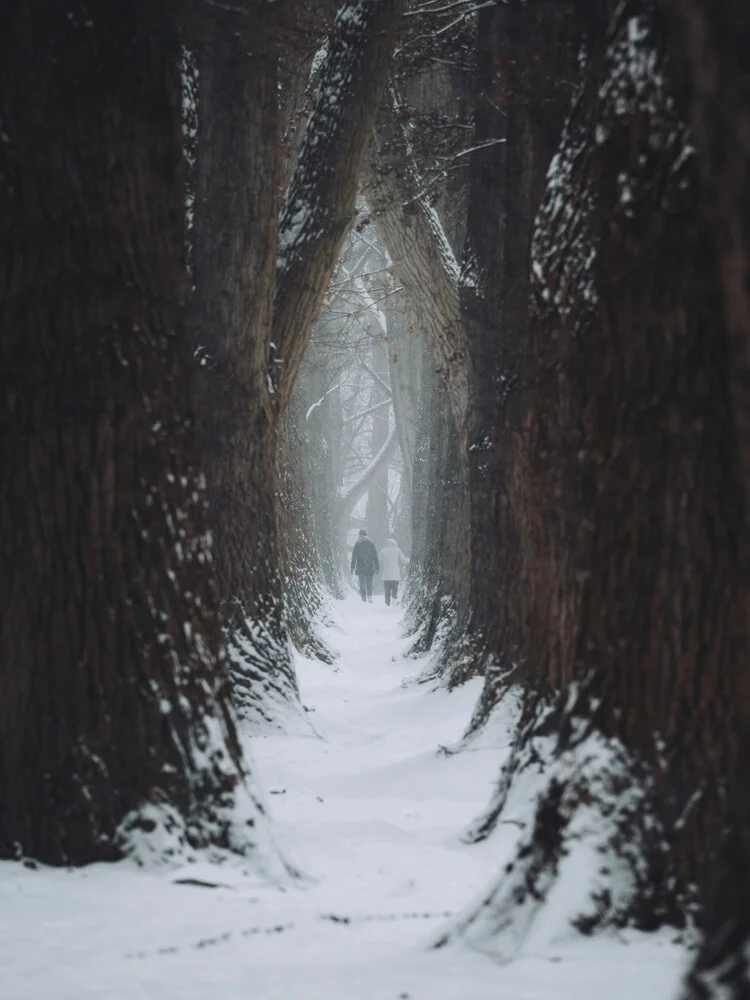 Walking along the enchanted forest - fotokunst von André Alexander