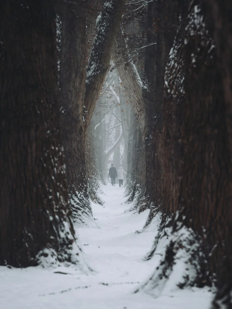 Walking along the enchanted forest - Fineart photography by André Alexander