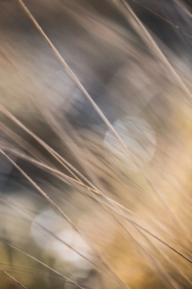Fotografie von herbstlichen Grashalmen in sanften Farben und weichem Bokeh.