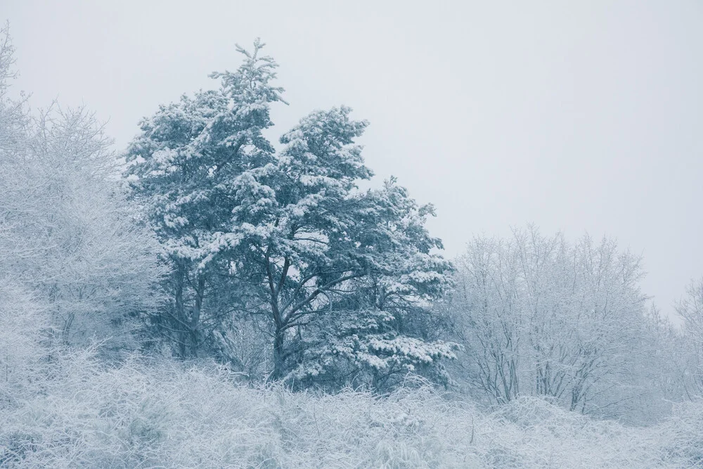 Photo art by Sebastian Worm: snow-covered pine in a tranquil winter forest