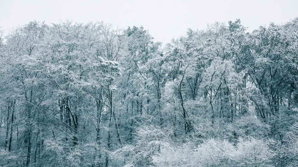 Charming winter woodland with snow-covered trees in soft gray tones.