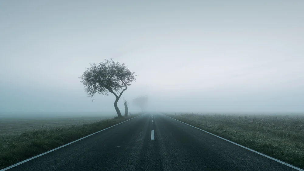 Bäume am Straßenrand V - fotokunst von Thomas Wegner