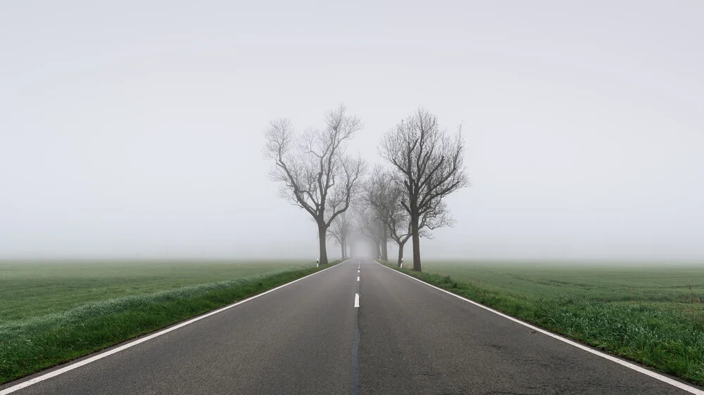 Trees on the roadside IV - Fineart photography by Thomas Wegner