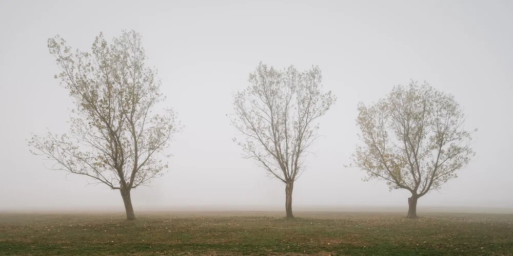 3 Bäume im Nebel - fotokunst von Thomas Wegner