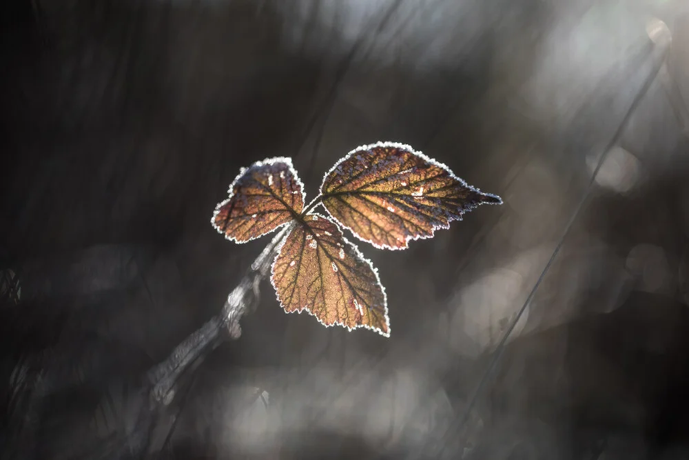 Blackberry Leaf - Fineart photography by Sebastian Worm