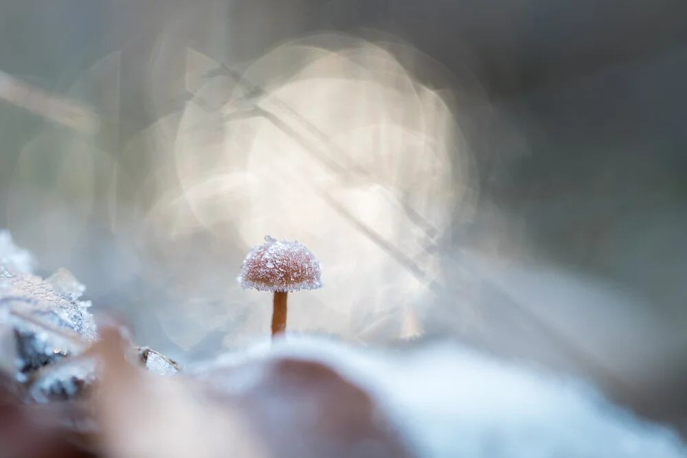 Nahaufnahme eines gefrorenen Pilzes auf dem Waldboden im Winter.