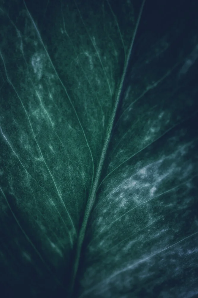 Nahaufnahme eines Blattes mit sanften Bokeh-Effekten und dunkler Stimmung