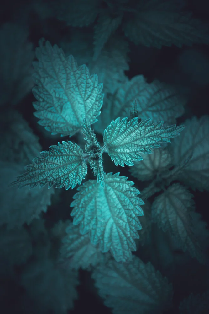 Dark Stinging Nettle - Fineart photography by Sebastian Worm