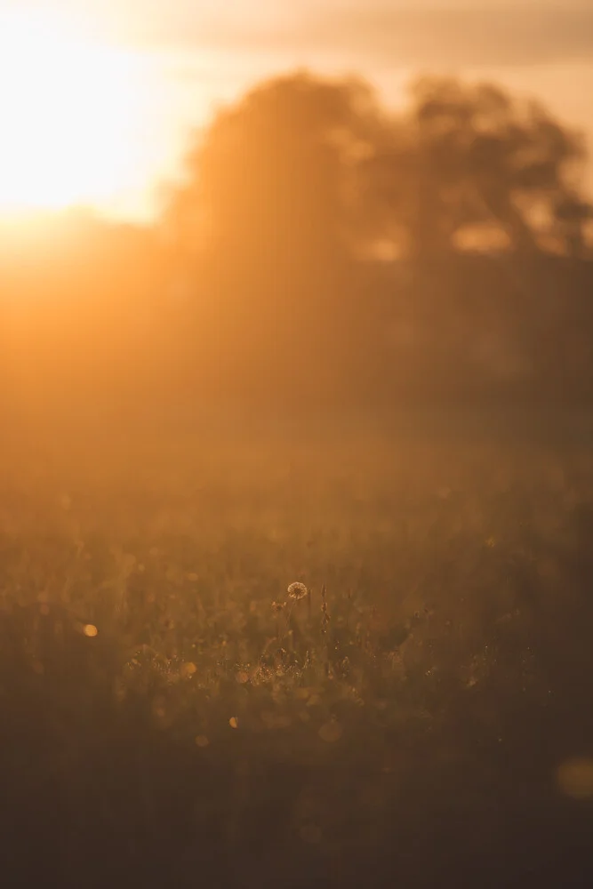 Löwenzahn im Sonnenaufgang - fotokunst von Robert Hagstotz