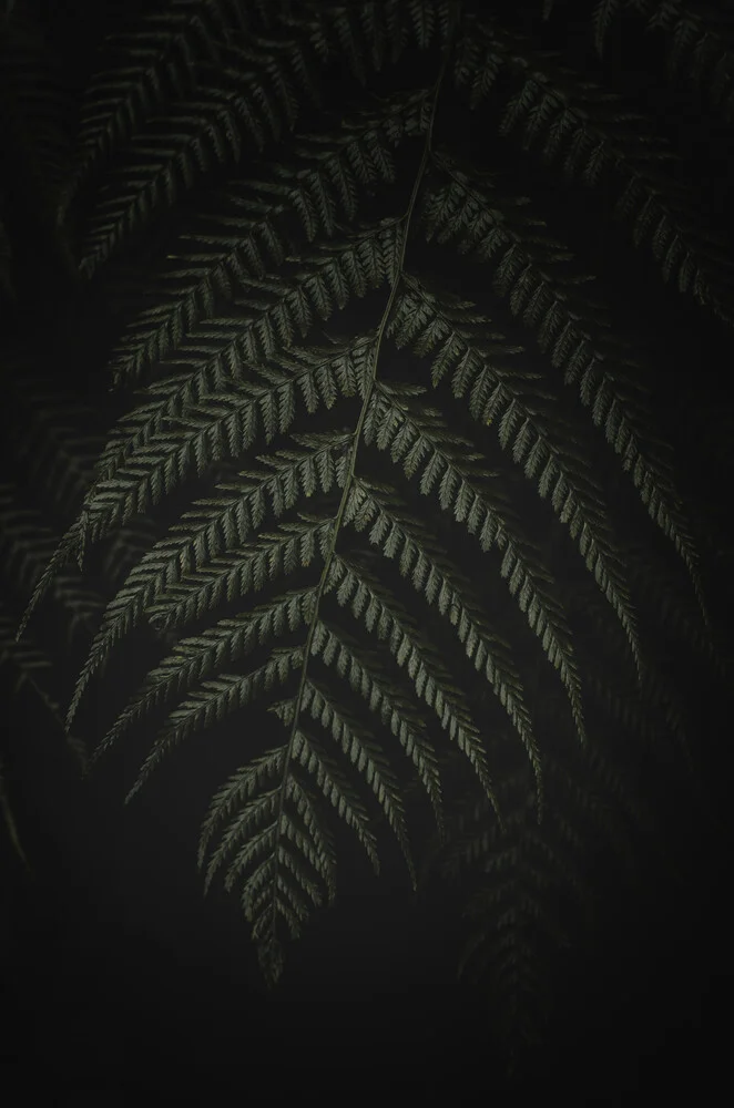 Fern in the dark 2 - Fineart photography by Laura Zimmermann