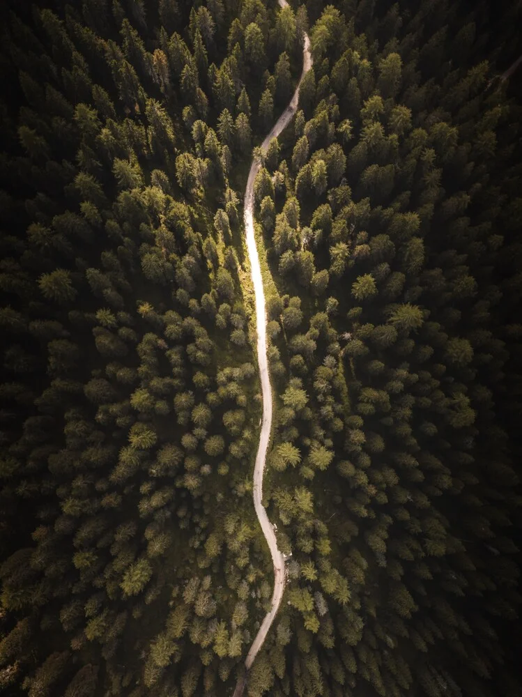 Waldpfad von oben - fotokunst von Laura Zimmermann