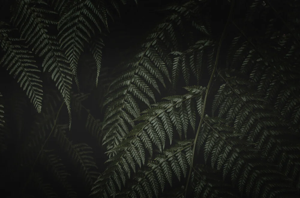 Fern in the dark 4 - Fineart photography by Laura Zimmermann