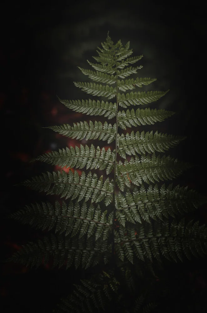 Fern in the dark 5 - Fineart photography by Laura Zimmermann