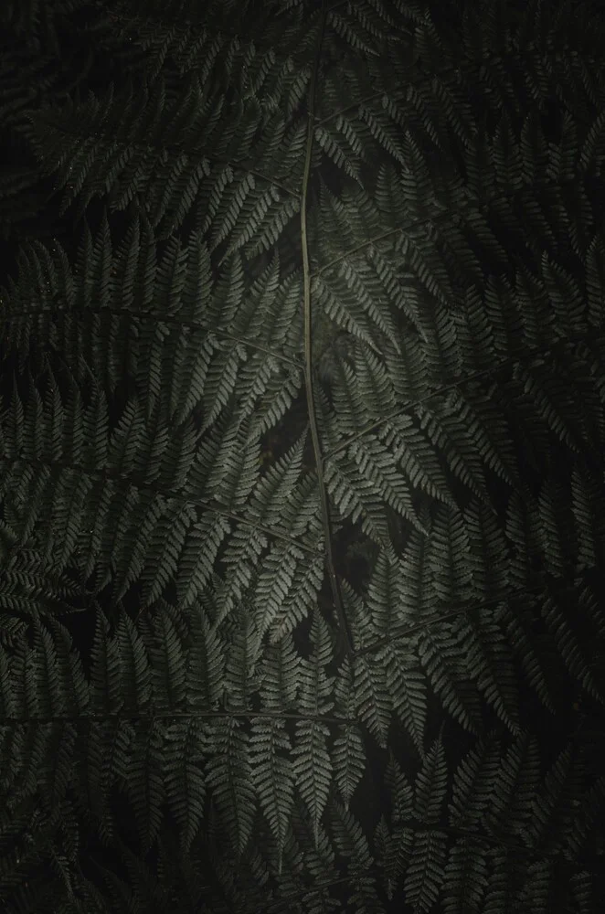 Fern in the dark 3 - Fineart photography by Laura Zimmermann