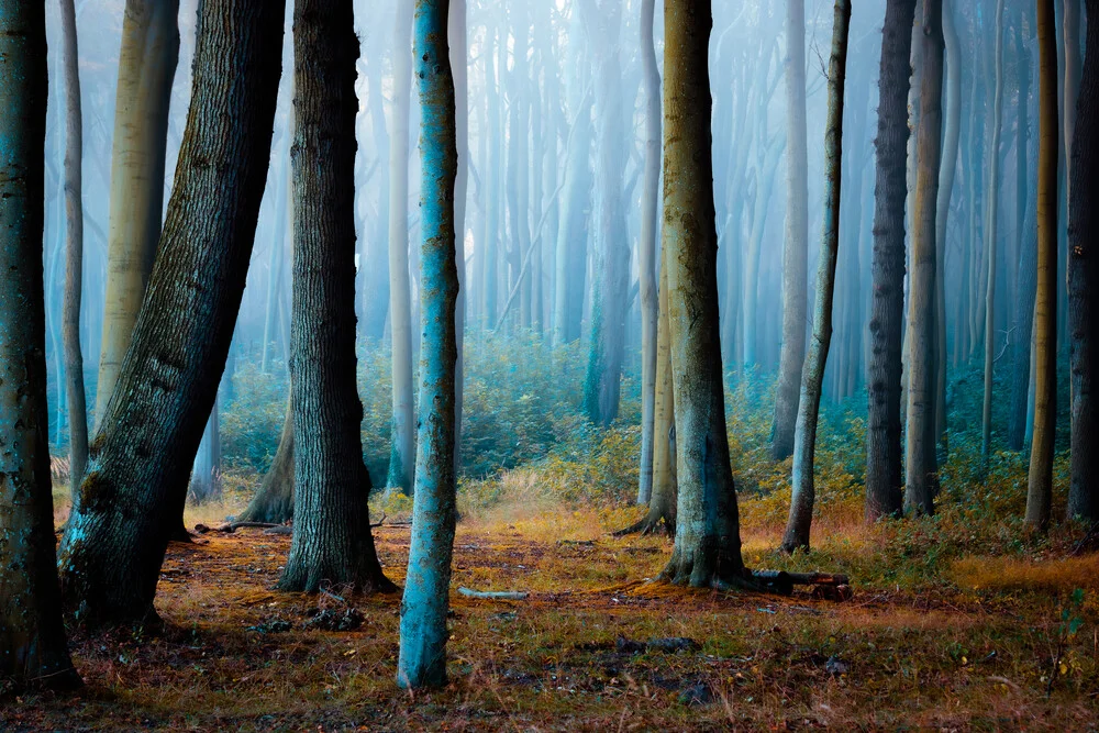 Forest Poetry - Fineart photography by Martin Wasilewski