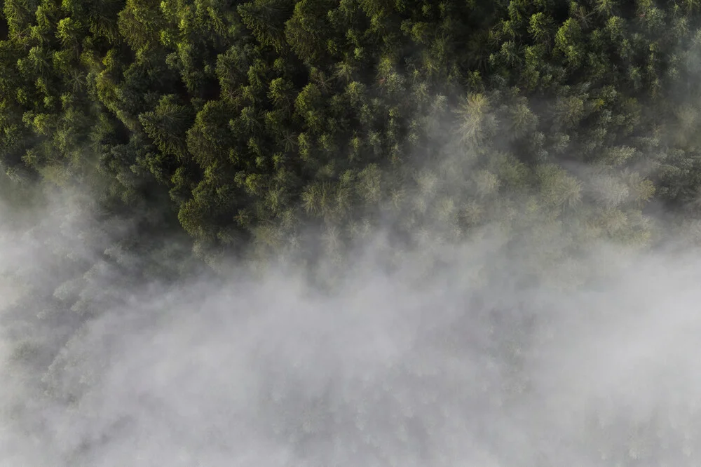 Foggy Forest - fotokunst von Lina Jakobi