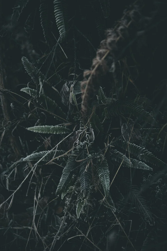 Frozen Flora 4 - fotokunst von Steffen Schulte-Lippern