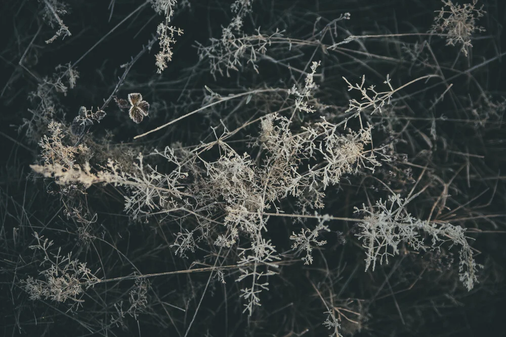 FROZEN FLORA 7 - fotokunst von Steffen Schulte-Lippern