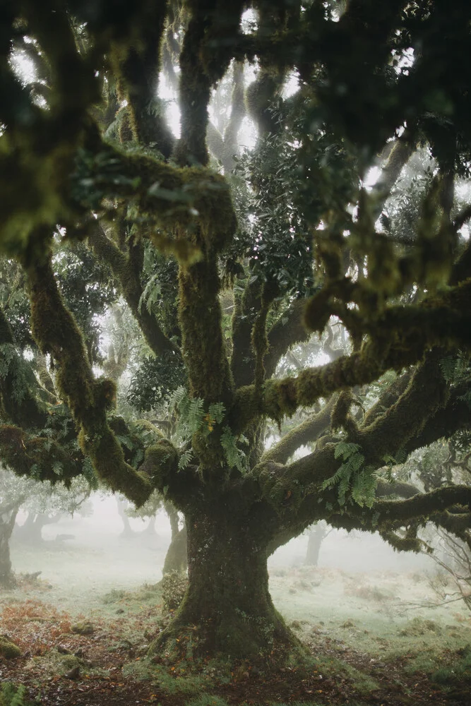 Madeira Trees 1 - fotokunst von Steffen Schulte-Lippern