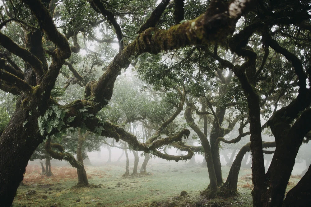 Madeira Trees 2 - fotokunst von Steffen Schulte-Lippern