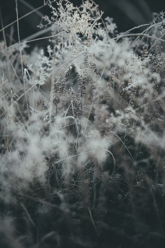 Frozen Flora 10 - fotokunst von Steffen Schulte-Lippern