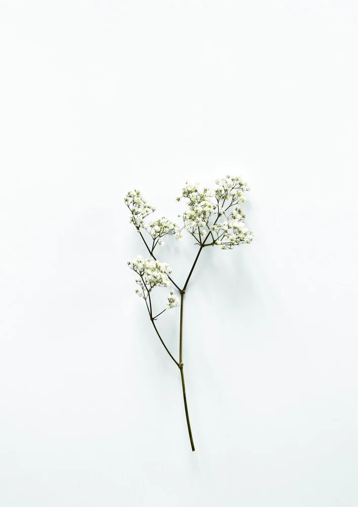 White Beauty - Fineart photography by Studio Na.hili