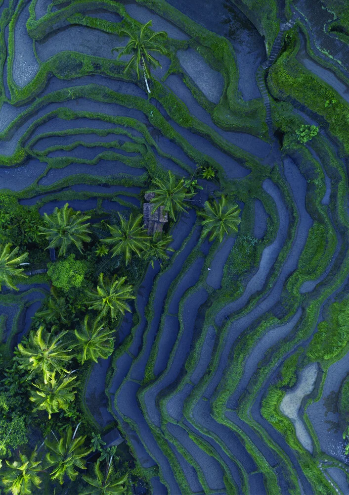Tropical Ricefield - fotokunst von Studio Na.hili