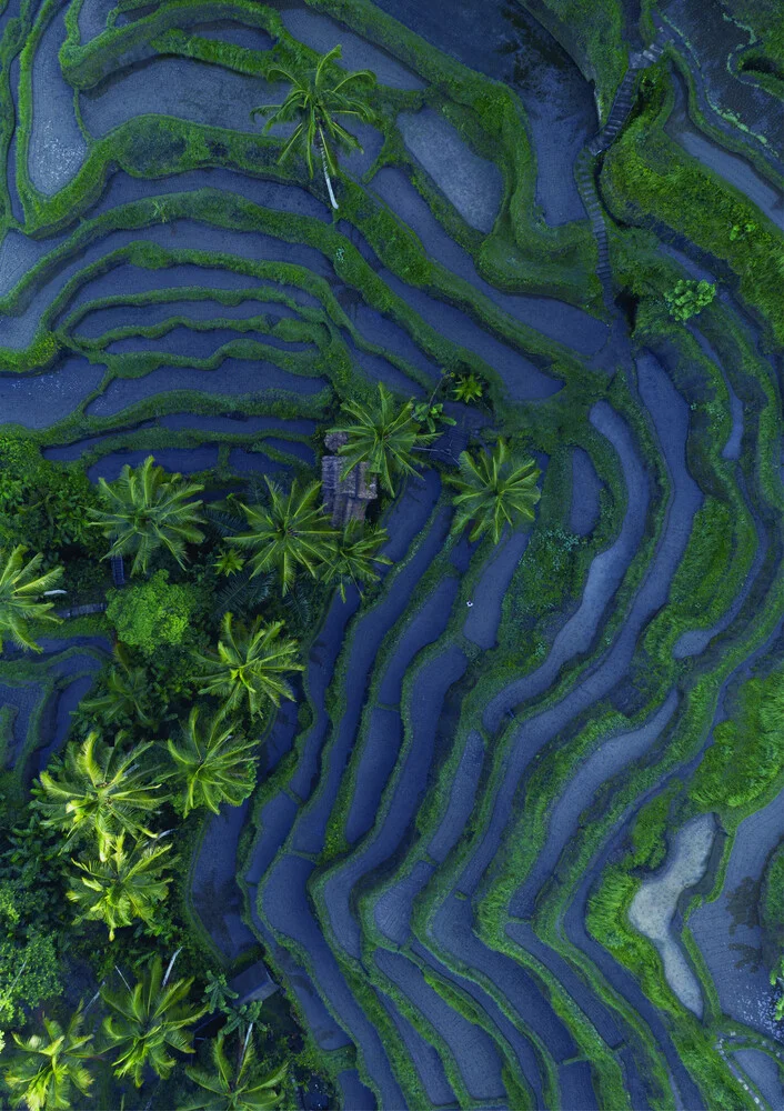 Tropical Ricefield - Fineart photography by Studio Na.hili