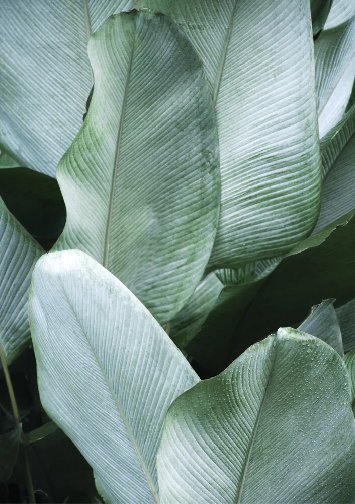 Tropical Silver Leaves - fotokunst von Studio Na.hili