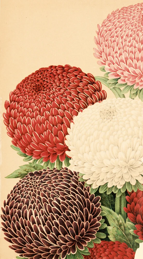 Vintage Illustration Chrysanthemen 4 - fotokunst von Vintage Nature Graphics