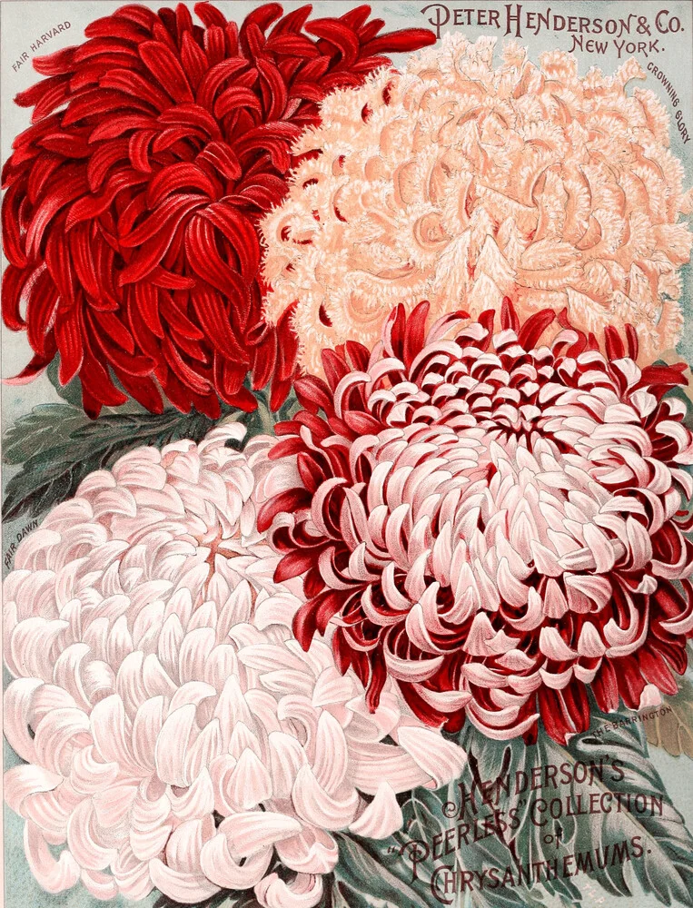 Peter Henderson & Co - Chrysanthemen - fotokunst von Vintage Nature Graphics