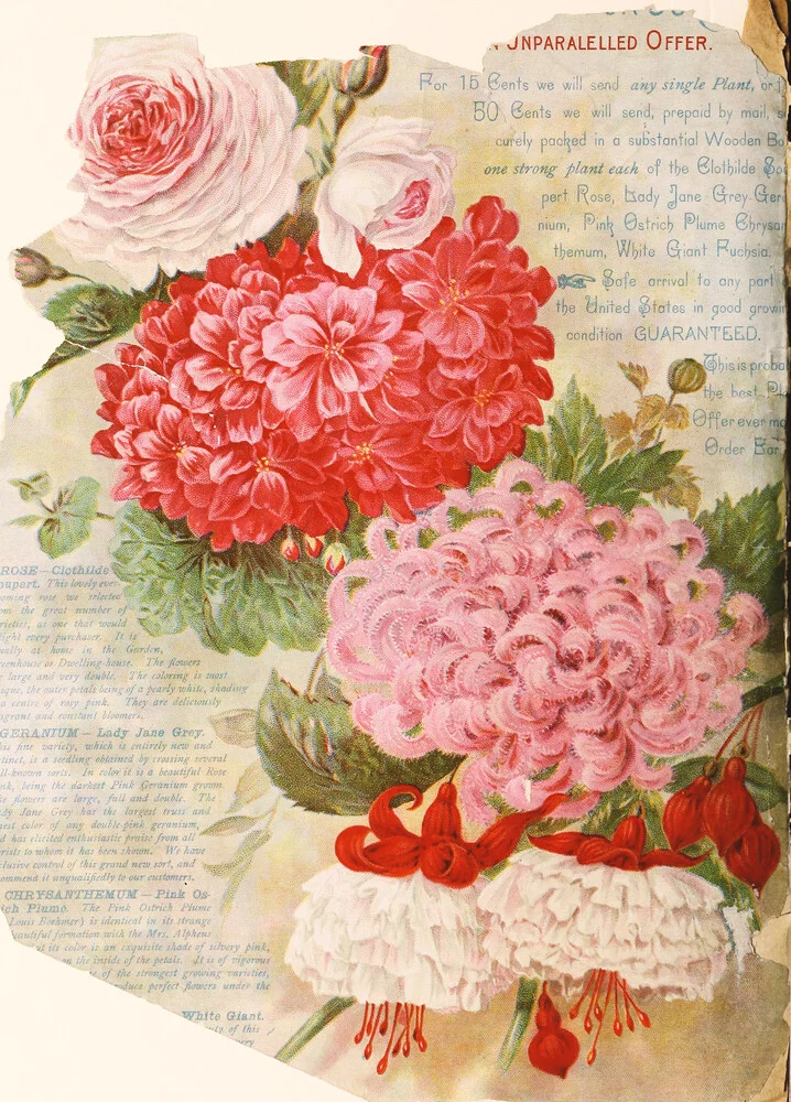 Vintage Illustration Chrysanthemen 3 - fotokunst von Vintage Nature Graphics