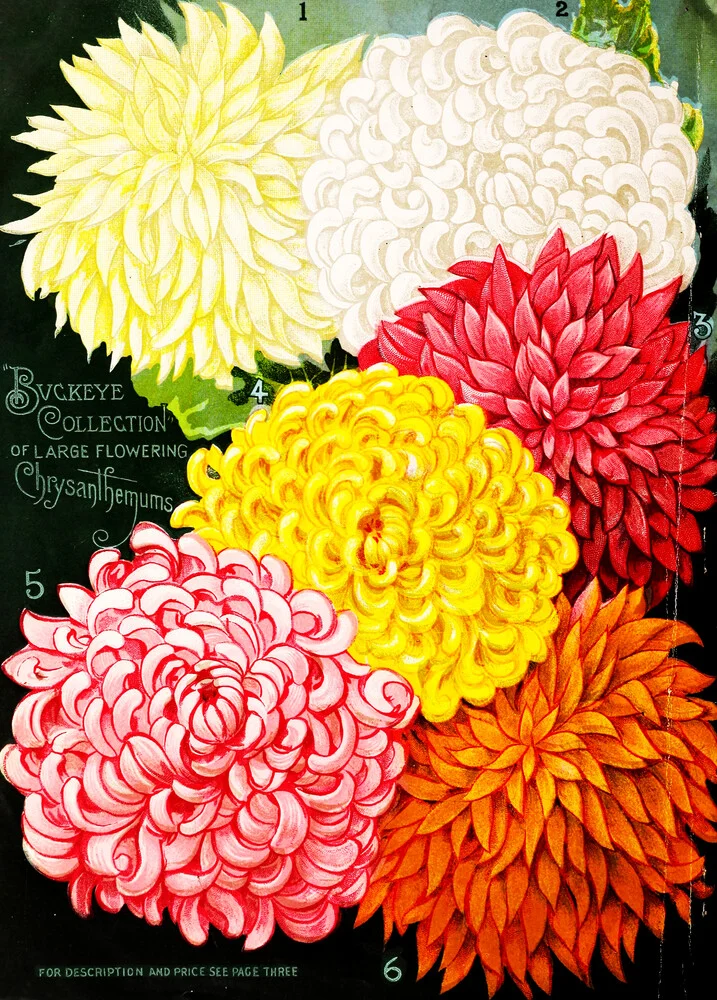 Vintage Illustration Chrysanthemen 1 - Fineart photography by Vintage Nature Graphics