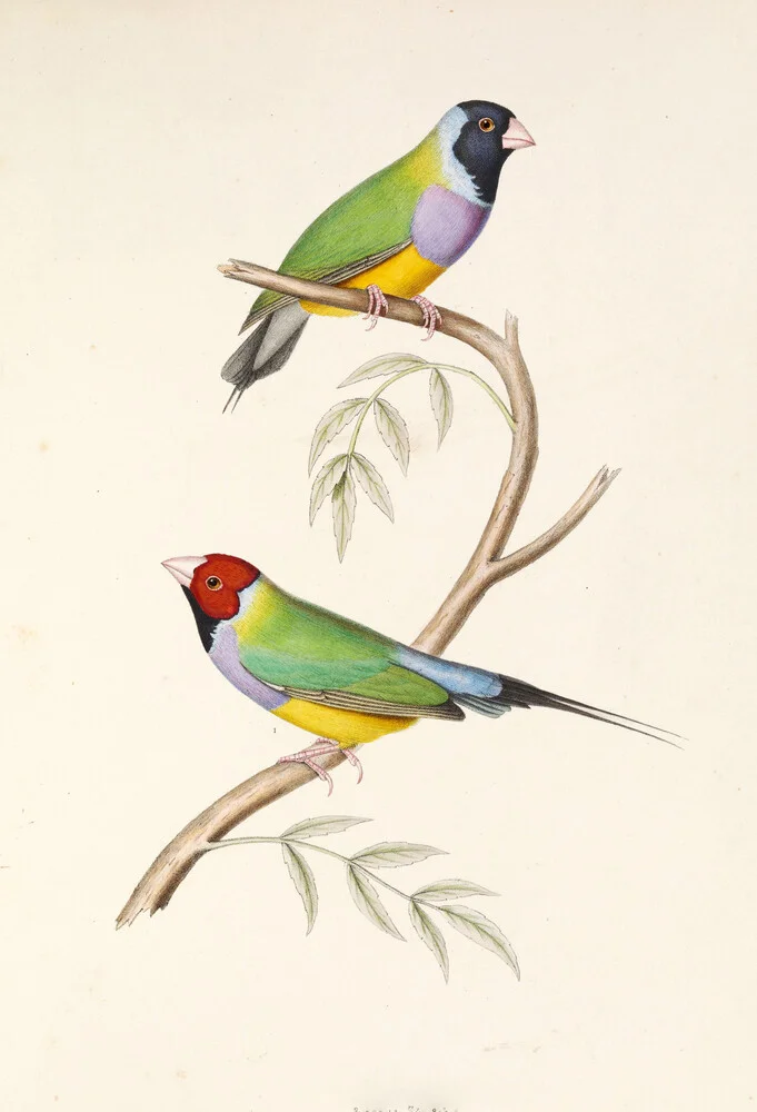 Gouldian Finch - fotokunst von Vintage Nature Graphics