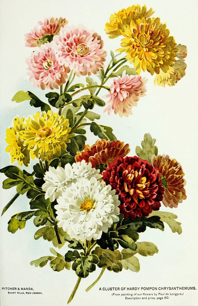 Vintage Illustration von Chrysanthemen - fotokunst von Vintage Nature Graphics