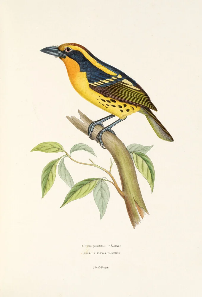 Vergoldeter Barbet - fotokunst von Vintage Nature Graphics